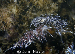 nudibranchs.taken at st.abbs marine reserve by John Naylor 